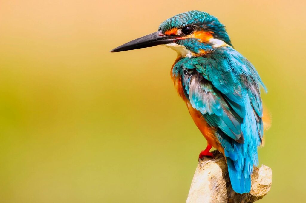 Ijsvogel in de natuur met een helderblauwe kleur