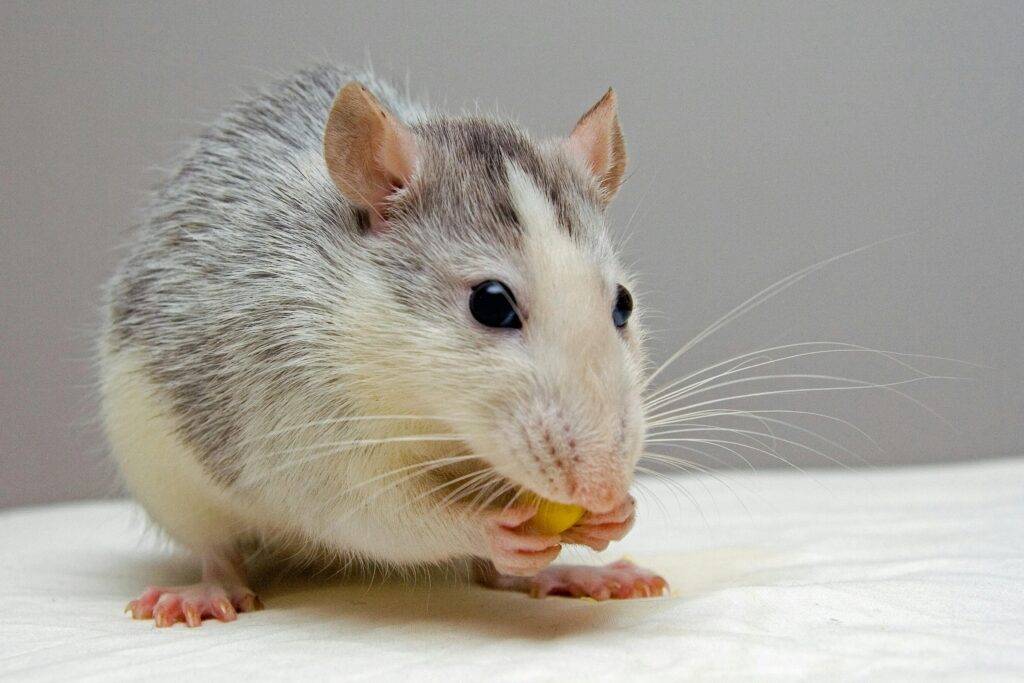 Een rat tijdens de vachtwissel